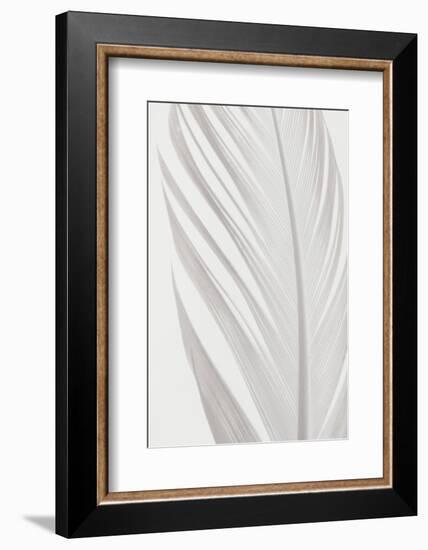 Feather_006-1x Studio III-Framed Photographic Print