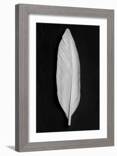 Feather_008-Pictufy Studio III-Framed Giclee Print