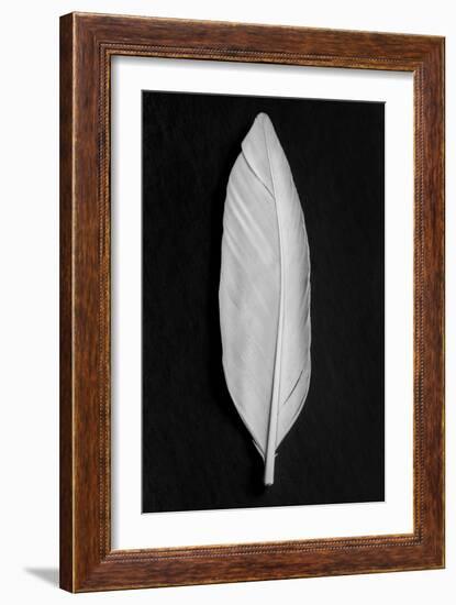 Feather_008-Pictufy Studio III-Framed Giclee Print