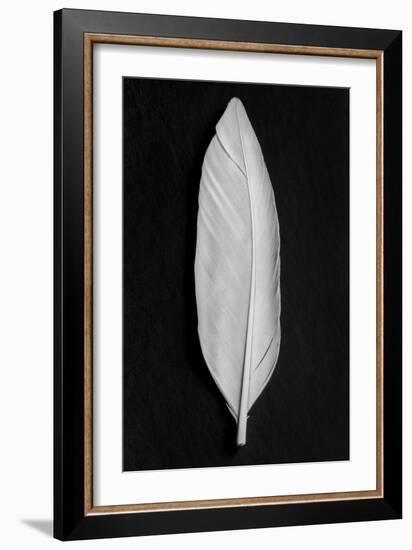 Feather_008-Pictufy Studio III-Framed Giclee Print