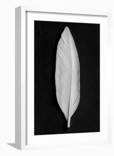 Feather_008-Pictufy Studio III-Framed Giclee Print