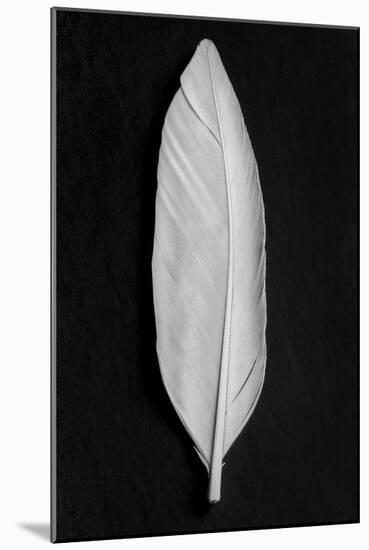 Feather_008-Pictufy Studio III-Mounted Giclee Print