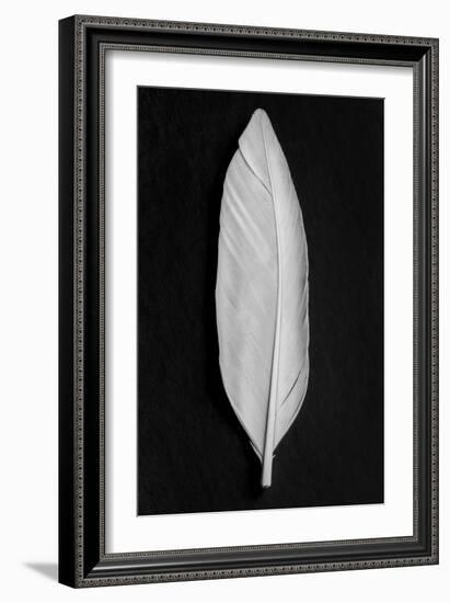 Feather_008-Pictufy Studio III-Framed Giclee Print