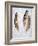 Feather #2-Alan Blaustein-Framed Photographic Print