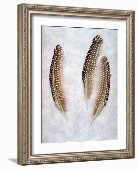 Feather #2-Alan Blaustein-Framed Photographic Print