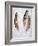 Feather #2-Alan Blaustein-Framed Photographic Print