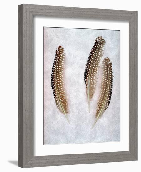 Feather #2-Alan Blaustein-Framed Photographic Print