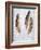 Feather #2-Alan Blaustein-Framed Photographic Print