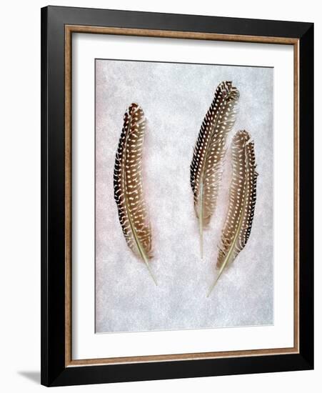 Feather #2-Alan Blaustein-Framed Photographic Print