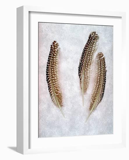 Feather #2-Alan Blaustein-Framed Photographic Print