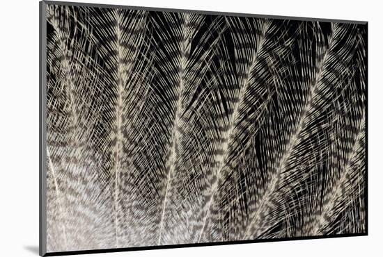 Feather Design of Eurasion Eagle Owl-Darrell Gulin-Mounted Photographic Print