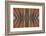 Feather Design of the Scarlet Macaw Feathers-Darrell Gulin-Framed Photographic Print