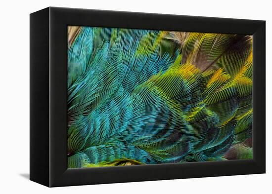 Feather Design-Darrell Gulin-Framed Premier Image Canvas