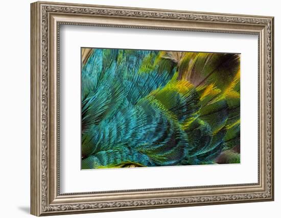 Feather Design-Darrell Gulin-Framed Photographic Print