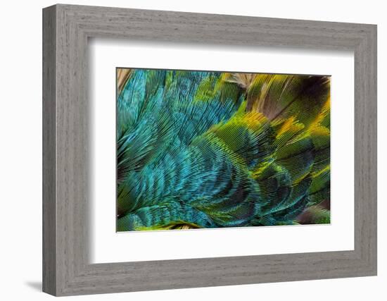 Feather Design-Darrell Gulin-Framed Photographic Print