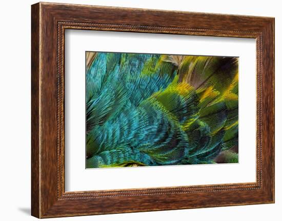 Feather Design-Darrell Gulin-Framed Photographic Print