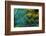 Feather Design-Darrell Gulin-Framed Photographic Print