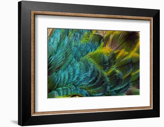 Feather Design-Darrell Gulin-Framed Photographic Print