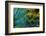 Feather Design-Darrell Gulin-Framed Photographic Print