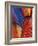 Feather Details of Scarlet Macaw, Honduras-Stuart Westmorland-Framed Photographic Print