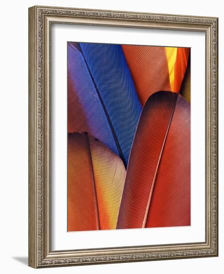 Feather Details of Scarlet Macaw, Honduras-Stuart Westmorland-Framed Photographic Print