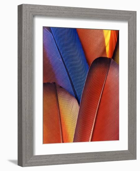 Feather Details of Scarlet Macaw, Honduras-Stuart Westmorland-Framed Photographic Print