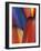 Feather Details of Scarlet Macaw, Honduras-Stuart Westmorland-Framed Photographic Print