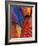 Feather Details of Scarlet Macaw, Honduras-Stuart Westmorland-Framed Photographic Print