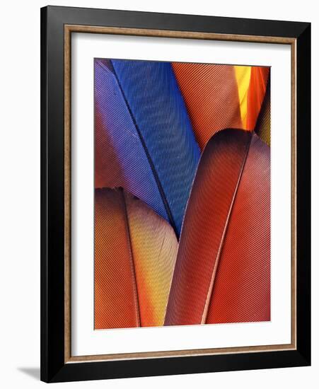 Feather Details of Scarlet Macaw, Honduras-Stuart Westmorland-Framed Photographic Print