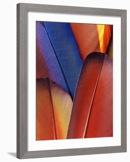 Feather Details of Scarlet Macaw, Honduras-Stuart Westmorland-Framed Photographic Print