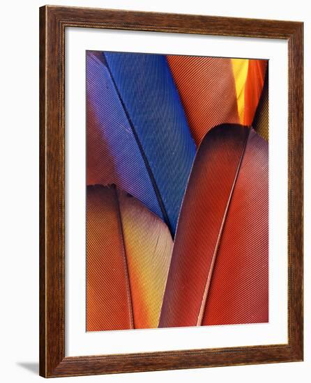 Feather Details of Scarlet Macaw, Honduras-Stuart Westmorland-Framed Photographic Print