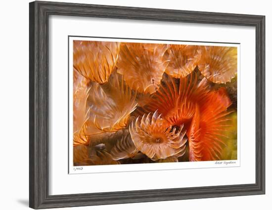 Feather Duster Colony-Jones-Shimlock-Framed Giclee Print