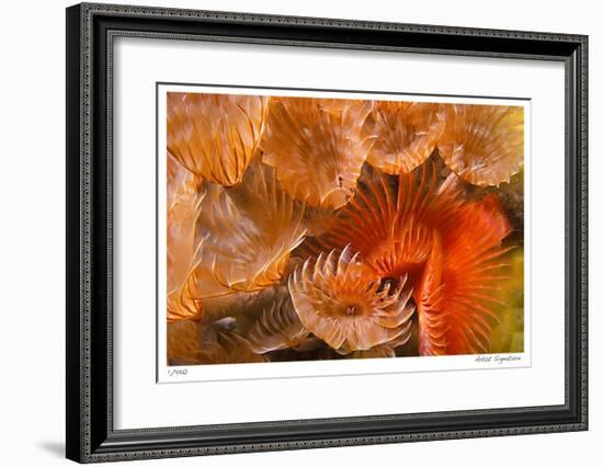 Feather Duster Colony-Jones-Shimlock-Framed Giclee Print