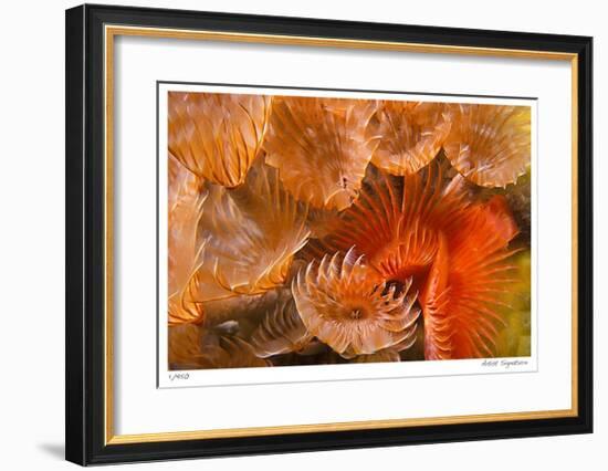 Feather Duster Colony-Jones-Shimlock-Framed Giclee Print