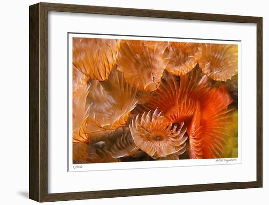 Feather Duster Colony-Jones-Shimlock-Framed Giclee Print