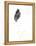 Feather {Fay-Erie Dust}, 2014-Bella Larsson-Framed Premier Image Canvas