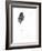 Feather {Fay-Erie Dust}, 2014-Bella Larsson-Framed Giclee Print