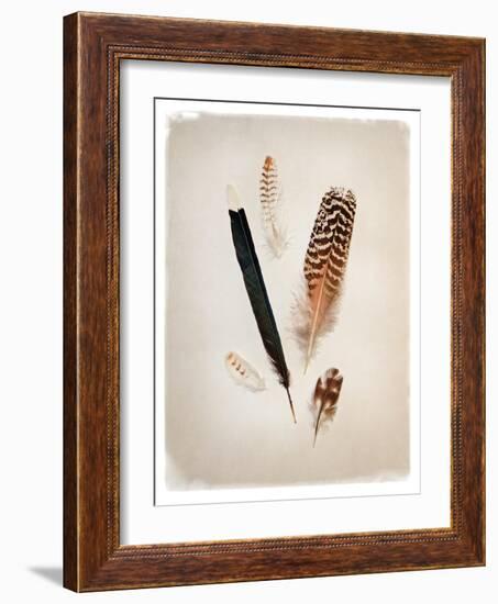 Feather Group II-Debra Van Swearingen-Framed Art Print