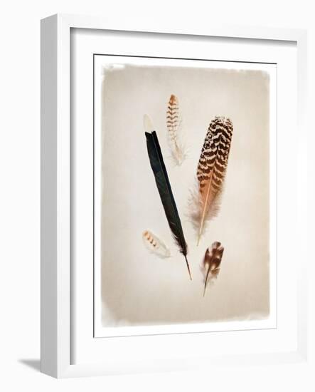 Feather Group II-Debra Van Swearingen-Framed Art Print