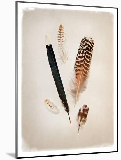 Feather Group II-Debra Van Swearingen-Mounted Art Print