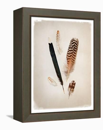 Feather Group II-Debra Van Swearingen-Framed Stretched Canvas