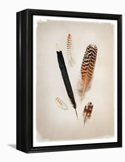 Feather Group II-Debra Van Swearingen-Framed Stretched Canvas