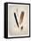 Feather Group II-Debra Van Swearingen-Framed Stretched Canvas
