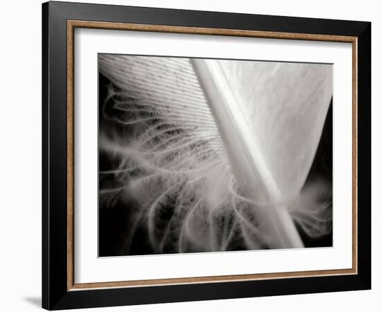 Feather I-Jim Christensen-Framed Photographic Print