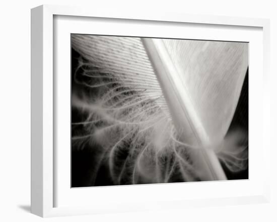 Feather I-Jim Christensen-Framed Photographic Print