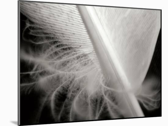 Feather I-Jim Christensen-Mounted Photographic Print