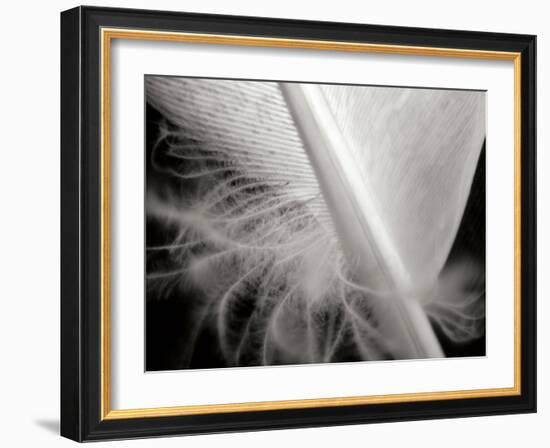 Feather I-Jim Christensen-Framed Photographic Print