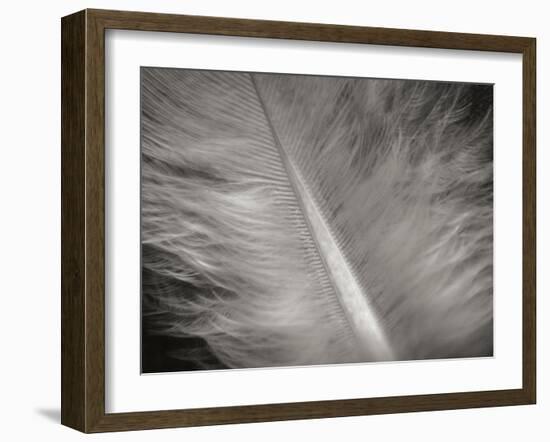 Feather II-Jim Christensen-Framed Photographic Print