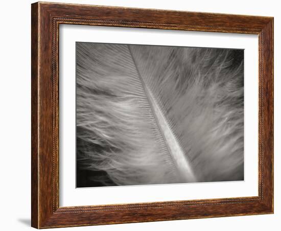 Feather II-Jim Christensen-Framed Photographic Print