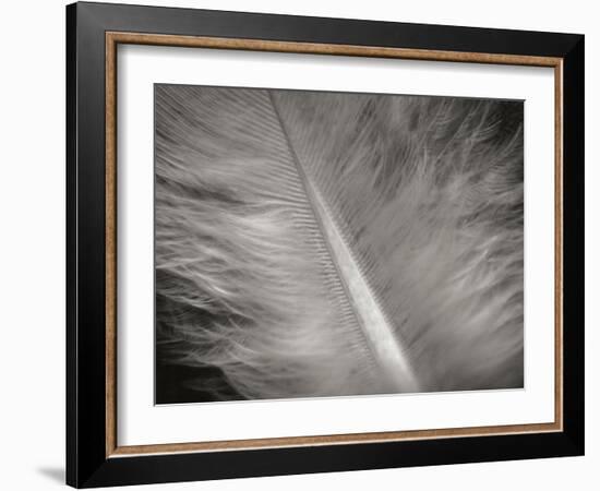 Feather II-Jim Christensen-Framed Photographic Print